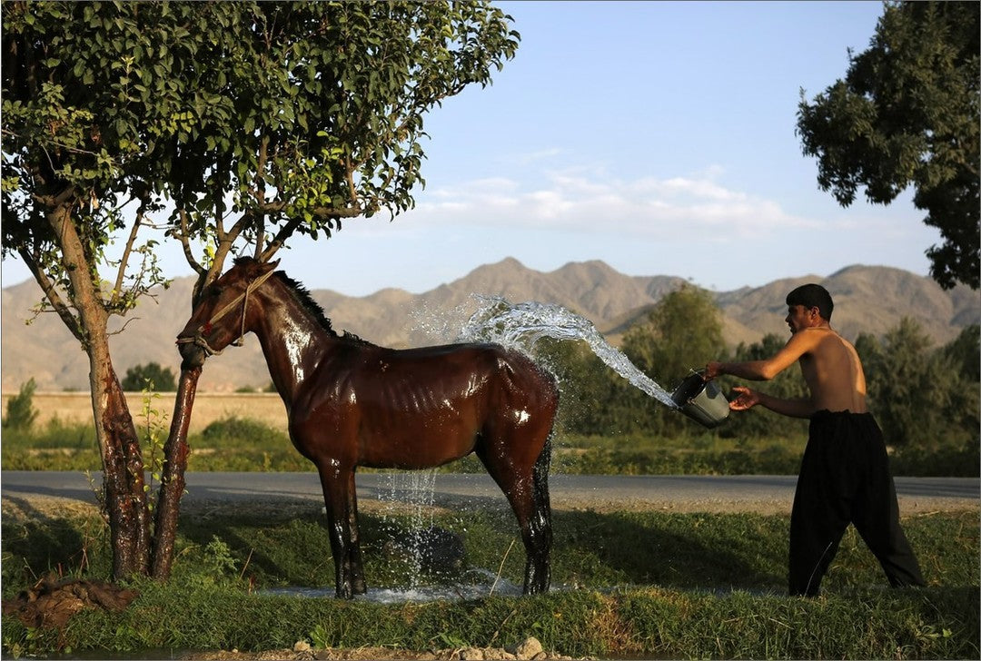 A man washes his horse in Kabul, Afghanistan. Mohammad Ismail, The Atlantic, 2013.