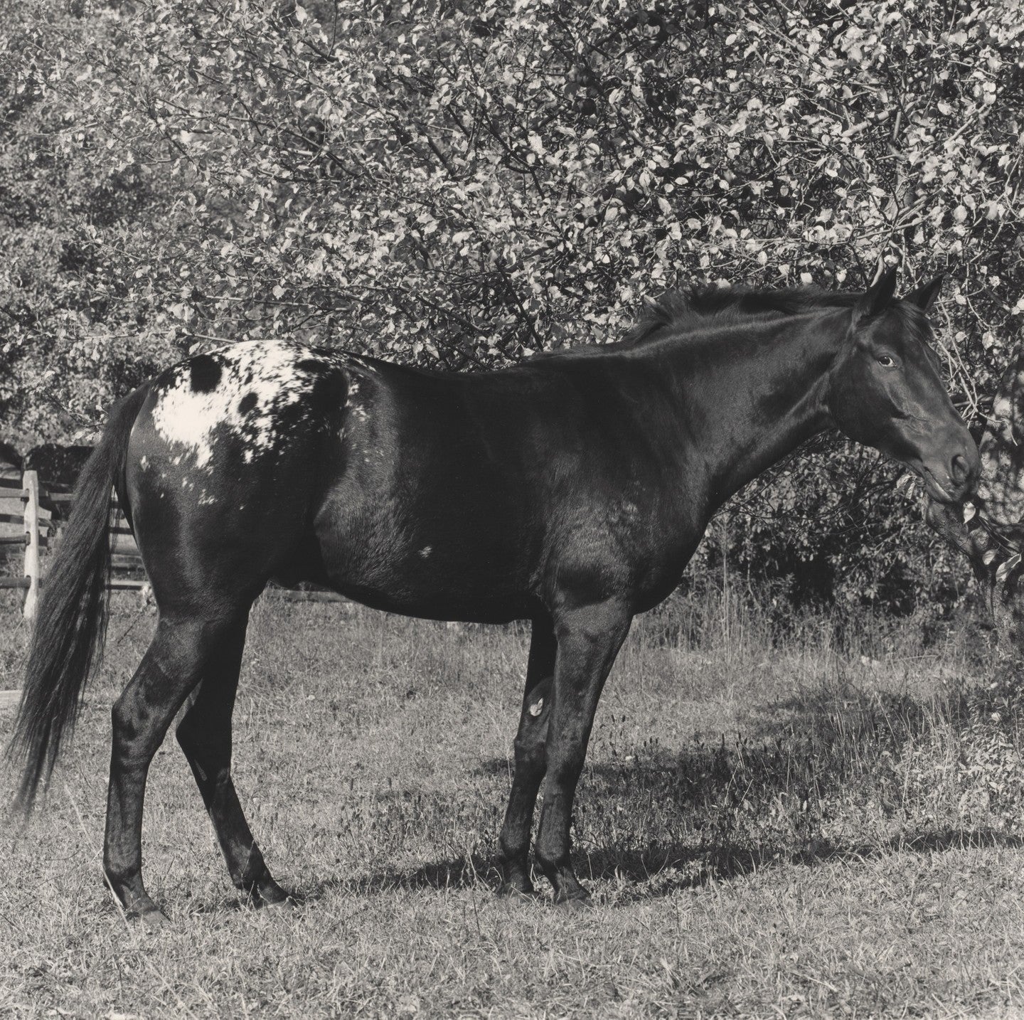 Appaloosa by Robert Mapplethorpe, 1986.