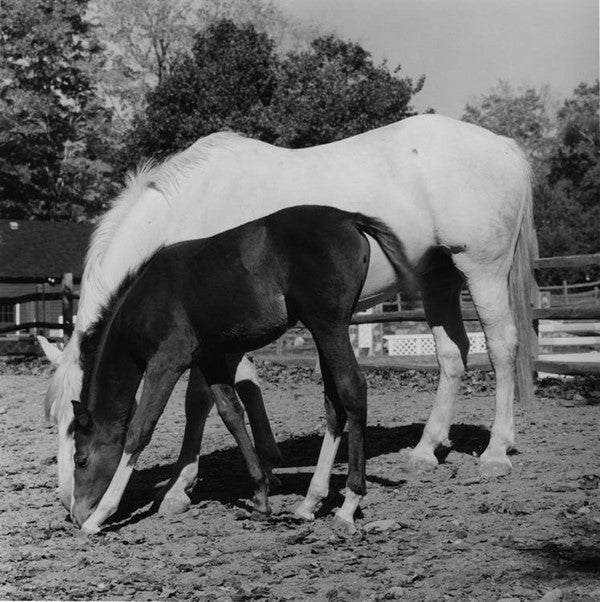 Mapplethorpe horses.